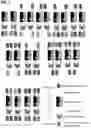 Fig. 02 - Multispecific polypeptide constructs containing a constrained CD3 binding domain and a receptor binding region and methods of using the same