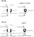 Fig. 03 - Multispecific polypeptide constructs containing a constrained CD3 binding domain and a receptor binding region and methods of using the same