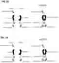 Fig. 04 - Multispecific polypeptide constructs containing a constrained CD3 binding domain and a receptor binding region and methods of using the same