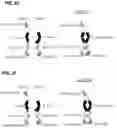 Fig. 05 - Multispecific polypeptide constructs containing a constrained CD3 binding domain and a receptor binding region and methods of using the same