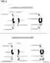 Fig. 06 - Multispecific polypeptide constructs containing a constrained CD3 binding domain and a receptor binding region and methods of using the same