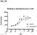 Fig. 26 - Multispecific polypeptide constructs containing a constrained CD3 binding domain and a receptor binding region and methods of using the same