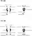 Fig. 28 - Multispecific polypeptide constructs containing a constrained CD3 binding domain and a receptor binding region and methods of using the same