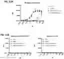 Fig. 33 - Multispecific polypeptide constructs containing a constrained CD3 binding domain and a receptor binding region and methods of using the same