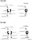 Fig. 50 - Multispecific polypeptide constructs containing a constrained CD3 binding domain and a receptor binding region and methods of using the same