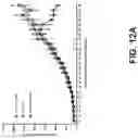 Fig. 18 - Fusion constructs and methods of using thereof