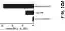Fig. 19 - Fusion constructs and methods of using thereof