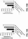 Fig. 30 - Fusion constructs and methods of using thereof