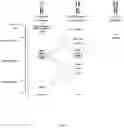 Fig. 07 - ALK7 ANTAGONISTS AND USES THEREOF