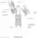 Fig. 25 - ALK7 ANTAGONISTS AND USES THEREOF
