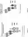 Fig. 02 - BCMA and CD3 bispecific T cell engaging antibody constructs