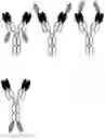 Fig. 01 - BISPECIFIC ANTIBODY AGAINST OX40 AND CTLA-4