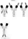 Fig. 02 - BISPECIFIC ANTIBODY AGAINST OX40 AND CTLA-4