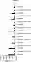 Fig. 18 - BISPECIFIC ANTIBODY AGAINST OX40 AND CTLA-4