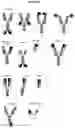 Fig. 19 - BISPECIFIC ANTIBODY AGAINST OX40 AND CTLA-4