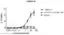 Fig. 39 - BISPECIFIC ANTIBODY AGAINST OX40 AND CTLA-4