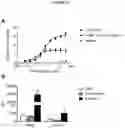Fig. 40 - BISPECIFIC ANTIBODY AGAINST OX40 AND CTLA-4