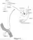 Fig. 08 - SHP INHIBITOR COMPOSITIONS AND USES FOR CHIMERIC ANTIGEN RECEPTOR THERAPY