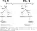 Fig. 04 - Endoglin Antibodies