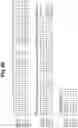 Fig. 06 - Endoglin Antibodies