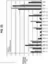 Fig. 29 - Endoglin Antibodies