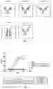 Fig. 02 - Recombinant bifunctional protein targeting CD47 and HER2