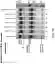 Fig. 38 - Methods for Treating Conditions Associated with MASP-2 Dependent Complement Activation