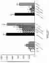 Fig. 68 - Methods for Treating Conditions Associated with MASP-2 Dependent Complement Activation