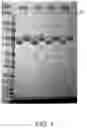 Fig. 02 - Bi-specific fusion proteins