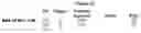 Fig. 08 - Heterodimeric proteins
