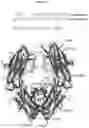 Fig. 37 - Heterodimeric proteins