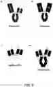 Fig. 03 - TUMOR ANTIGEN PRESENTATION INDUCER CONSTRUCTS AND USES THEREOF