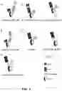 Fig. 04 - TUMOR ANTIGEN PRESENTATION INDUCER CONSTRUCTS AND USES THEREOF