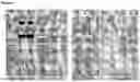 Fig. 05 - Biological Products