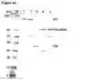 Fig. 06 - Biological Products