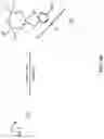 Fig. 05 - Phosphazene-containing polyhexahydrotriazine elastomers
