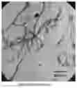 Fig. 01 - All-Weather Pressure-Sensitive Adhesive