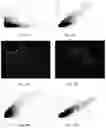 Fig. 35 - Electroporation, developmentally-activated cells, pluripotent-like cells, cell reprogramming and regenerative medicine