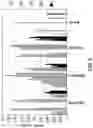 Fig. 04 - CD34+,CD45- PLACENTAL STEM CELL-ENRICHED CELL POPULATIONS