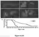 Fig. 10 - INDUCED PLURIPOTENT CELL-DERIVED OLIGODENDROCYTE PROGENITOR CELLS FOR THE TREATMENT OF MYELIN DISORDERS