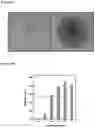 Fig. 18 - Methods for selection and generation of genome edited T cells