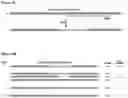 Fig. 19 - Methods for selection and generation of genome edited T cells