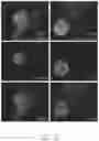 Fig. 03 - Methods and compositions for generating hematopoietic cells