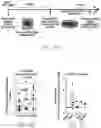 Fig. 05 - Methods and compositions for generating hematopoietic cells
