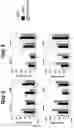Fig. 02 - Method to obtain lymphoid progenitors