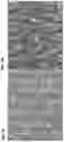 Fig. 03 - ENGINEERED PLATFORM FOR CONNECTED MICROPATTERNED CARDIAC TISSUES