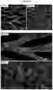 Fig. 04 - ENGINEERED PLATFORM FOR CONNECTED MICROPATTERNED CARDIAC TISSUES