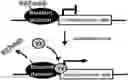 Fig. 01 - Method for reducing differentiation resistance of pluripotent stem cells