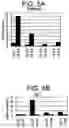 Fig. 07 - Differentiation of human embryonic stem cells