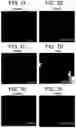 Fig. 09 - Differentiation of human embryonic stem cells
